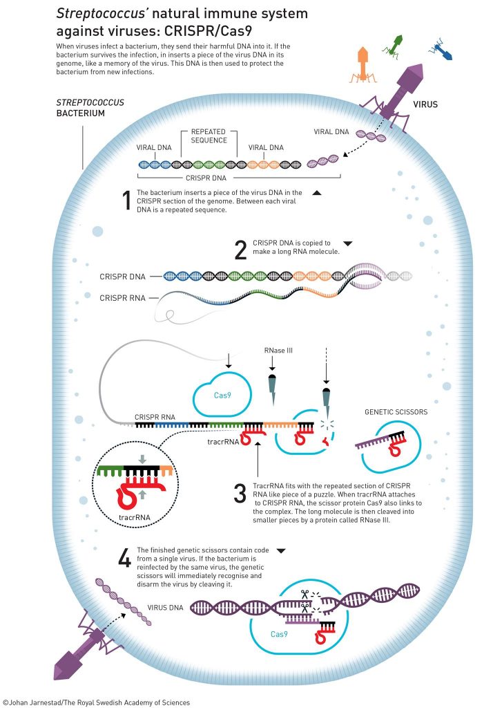 Нобеловата награда по химия бе присъдена за авторките на метода CRISPR/Cas9 за редактиране на генома